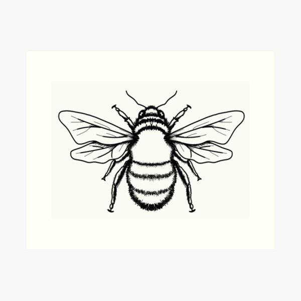 Bee 5 Black White Line Art Tatoo Tattoo  Bee With Out Background HD Png  Download  Transparent Png Image  PNGitem
