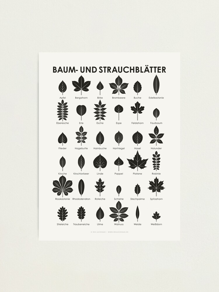 Identification Chart, Leaves of Trees and Shrubs – Iris Luckhaus