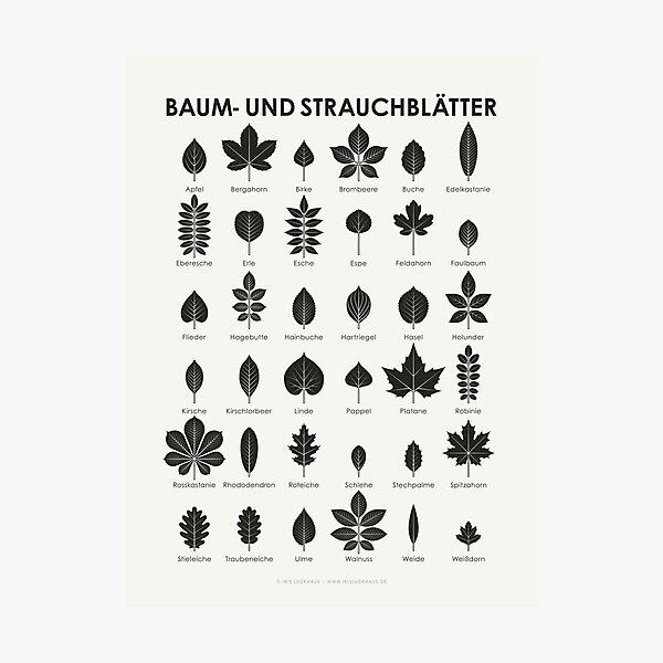 Tree leaves and shrub leaves infographic / chart (German) Photographic Print