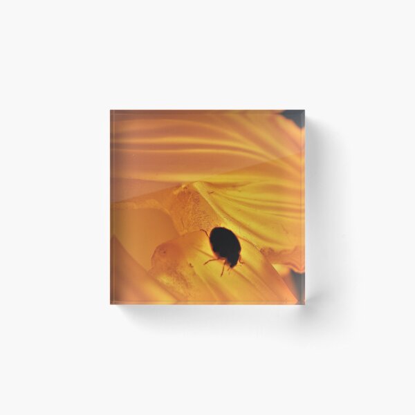 Ladylight Acrylic Block