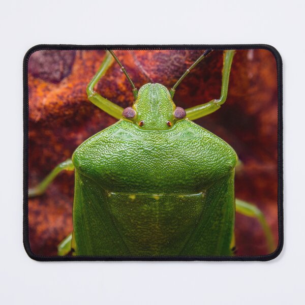 Item preview, Green Stink Bug - Chinavia hilaris designed and sold by AronsTinySafari.
