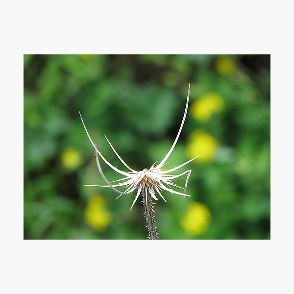 SURVIVING AMONG THE BEAUTIFUL Photographic Print