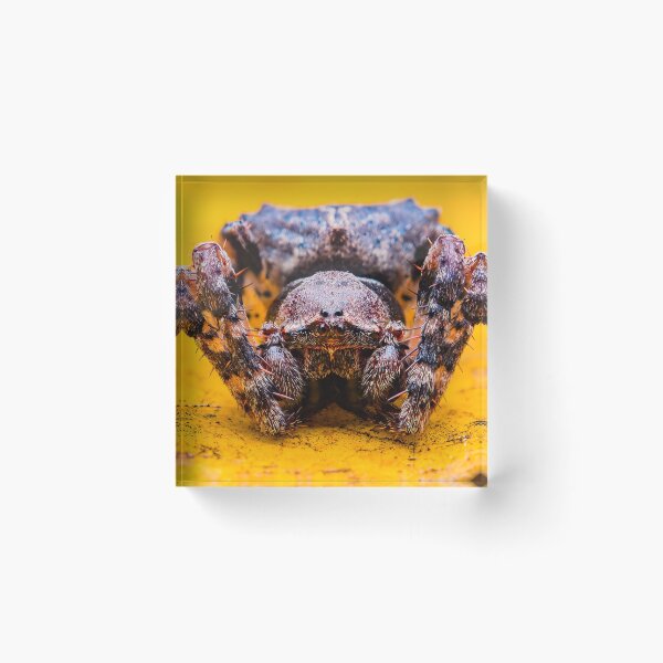 Item preview, Orb Weaver Spider - Araneidae designed and sold by AronsTinySafari.