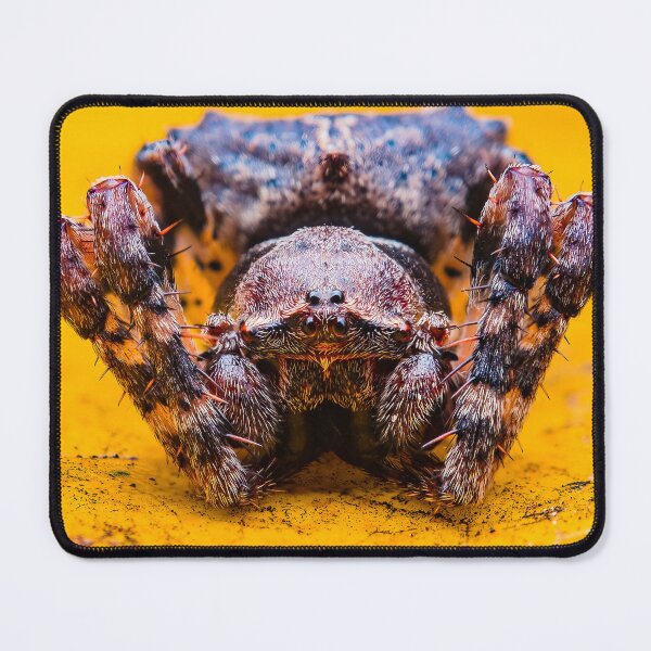 Item preview, Orb Weaver Spider - Araneidae designed and sold by AronsTinySafari.