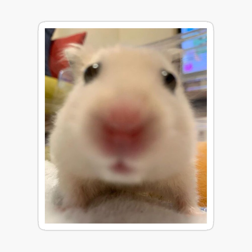 hamster