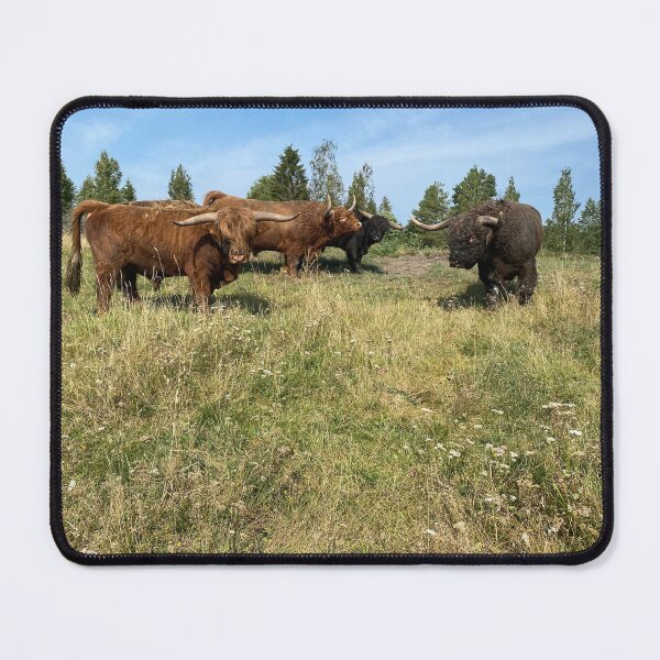 Item preview, Scottish Highland Cattle Bulls 4041 designed and sold by SaarelaHighland.