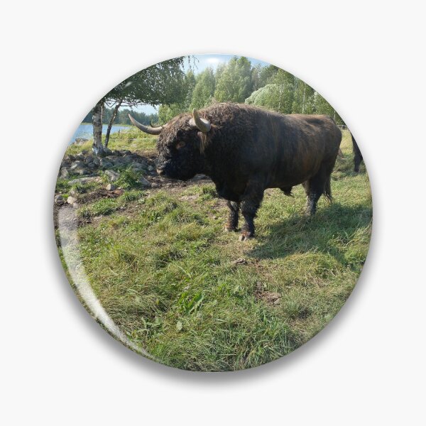 Artikelvorschau, Scottish Highland Cattle Bull 4044 entworfen und verkauft von SaarelaHighland.