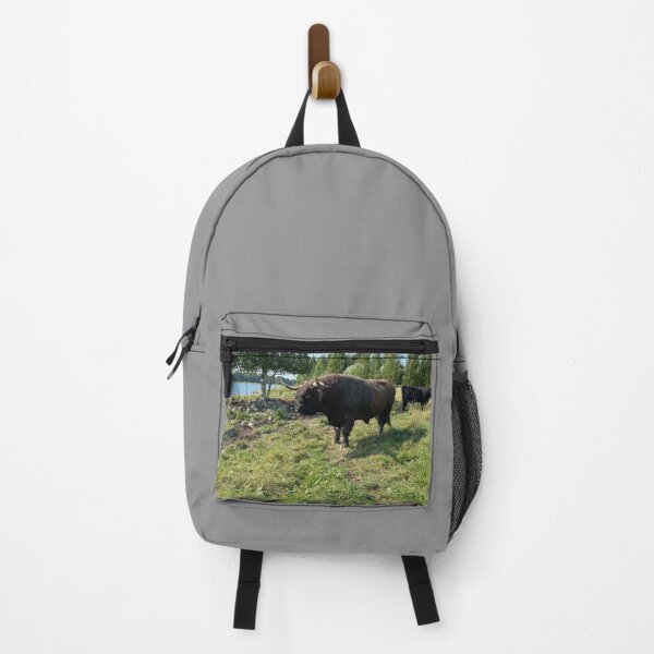Item preview, Scottish Highland Cattle Bull 4044 designed and sold by SaarelaHighland.