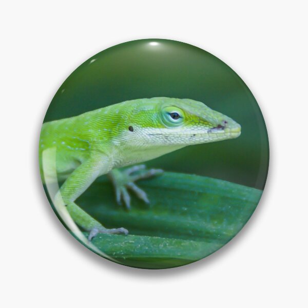 Artikelvorschau, Grüne Anolis-Eidechse entworfen und verkauft von tlp21.