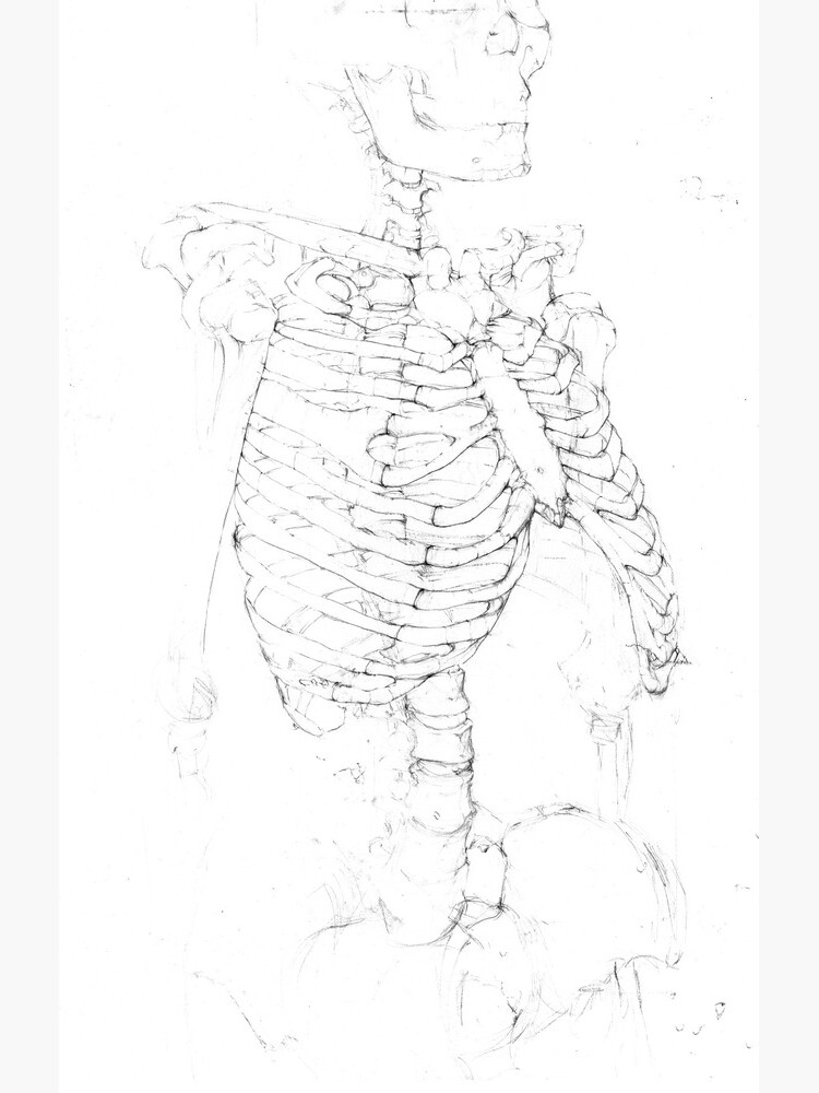 human skeleton pencil sketch