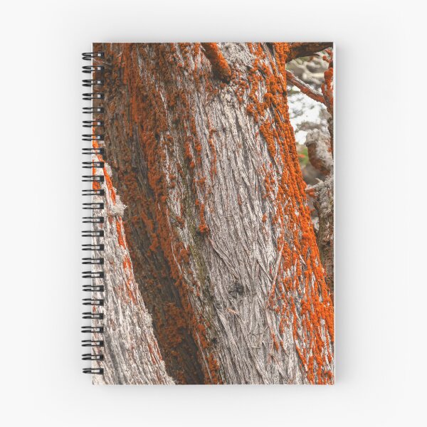 Item preview, Trees and Moss designed and sold by jvnimages.