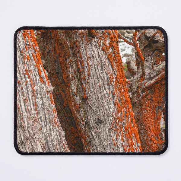 Item preview, Trees and Moss designed and sold by jvnimages.