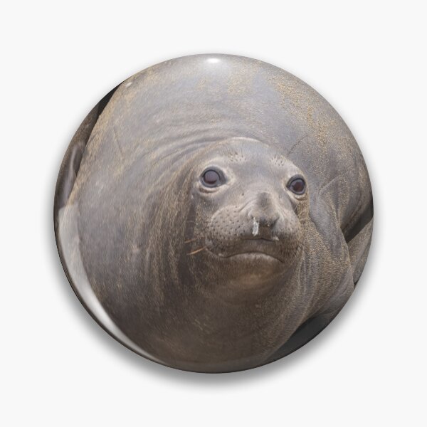 Item preview, Elephant Seals designed and sold by jvnimages.