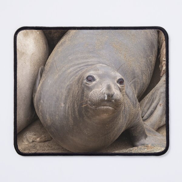 Item preview, Elephant Seals designed and sold by jvnimages.