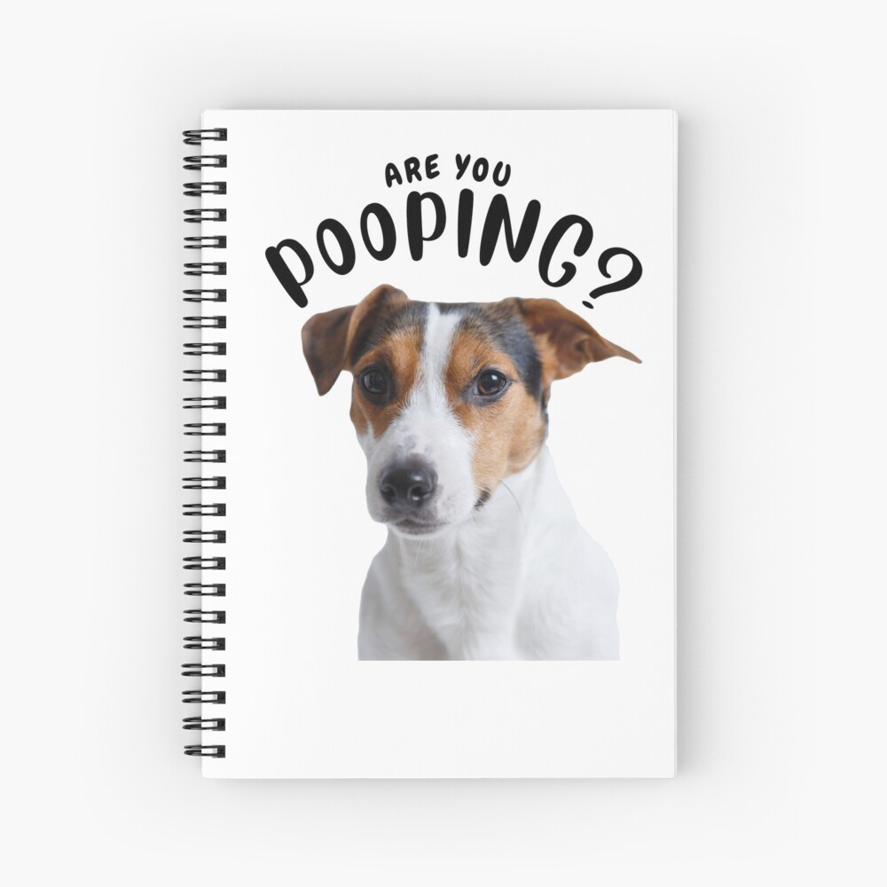 Jack Russell Are You Pooping?| Jack Russell Terrier | Funny Jack Russell 
