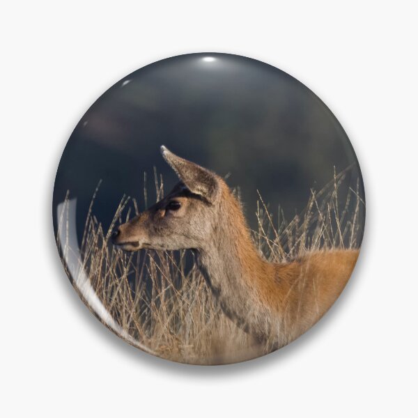 Item preview, Red deer hind on Exmoor designed and sold by Claire Hawken.