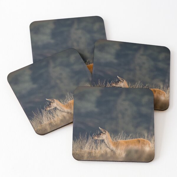 Item preview, Red deer hind on Exmoor designed and sold by Claire Hawken.