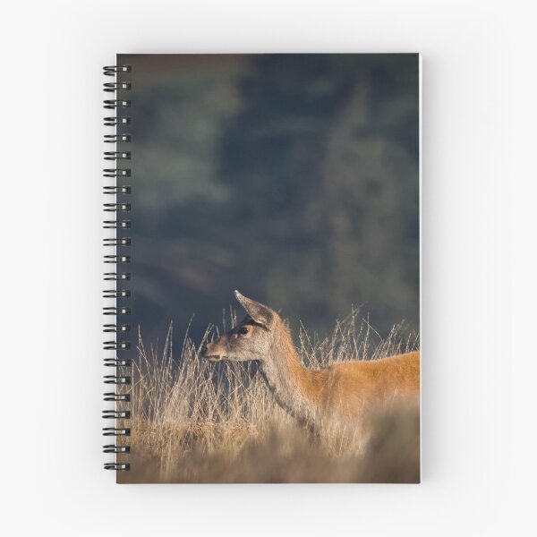 Item preview, Red deer hind on Exmoor designed and sold by Claire Hawken.