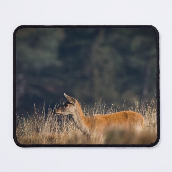 Item preview, Red deer hind on Exmoor designed and sold by Claire Hawken.