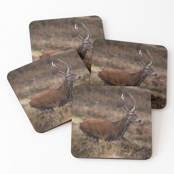 Item preview, Young red deer buck on Exmoor designed and sold by Claire Hawken.