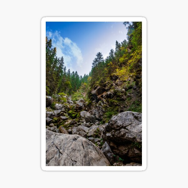 coniferous forest on a rocky hillseide of mountain Sticker