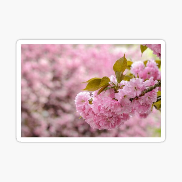 pink blossomed sakura flowers Sticker