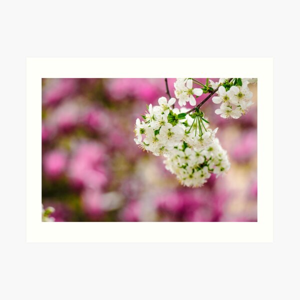flowers of apple tree on a bulr background Art Print