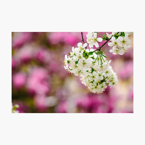 flowers of apple tree on a bulr background Photographic Print