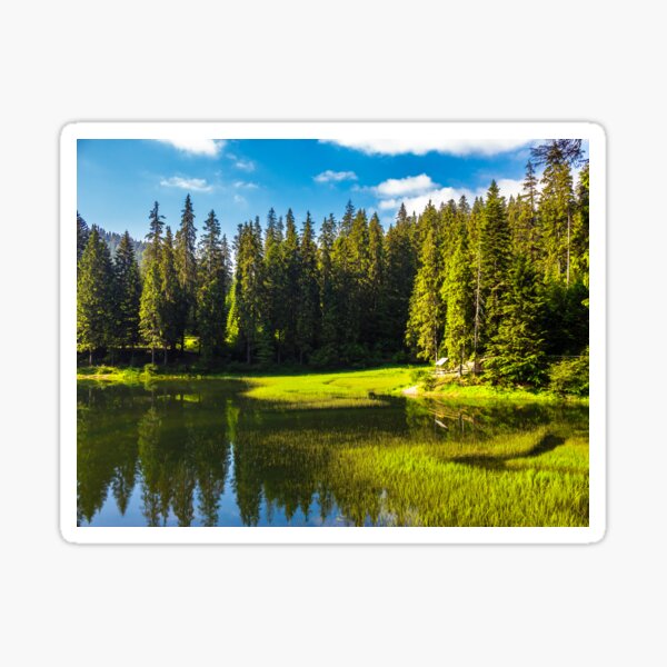 lake among the conifer forest Sticker