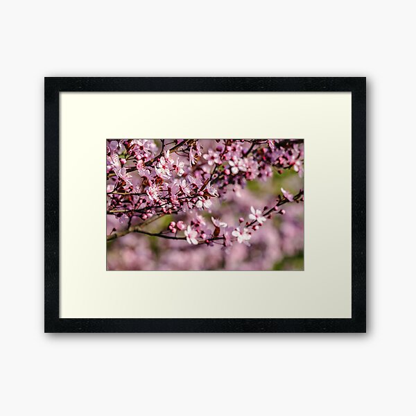 flowers of apple tree on a blur background Framed Art Print