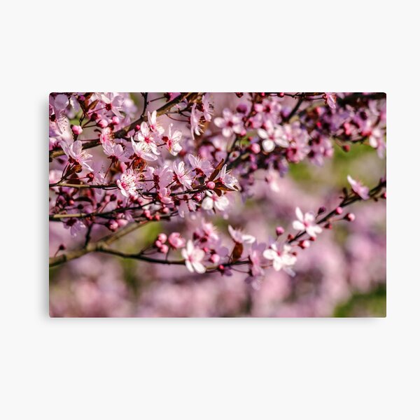 flowers of apple tree on a blur background Canvas Print