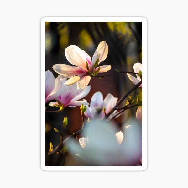 magnolia flowers on a blurry background Sticker