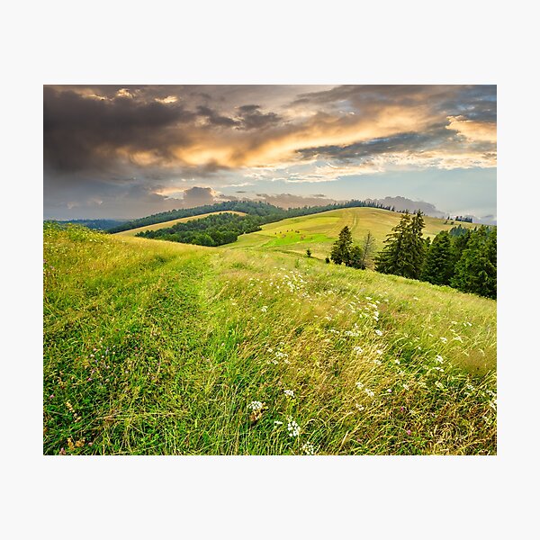 large meadow with herbs, trees in mountain area Photographic Print