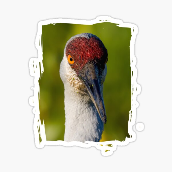 Item preview, Sandhill Crane Looking Forward designed and sold by rmyerphoto.