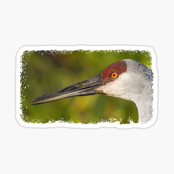 Item preview, Sandhill Crane Close up designed and sold by rmyerphoto.