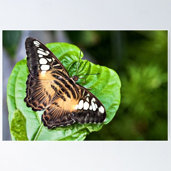 Item preview, Clipper designed and sold by PhotosByHealy.