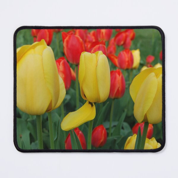 Item preview, Yellow and Red Tulips designed and sold by Kathleen Brant.
