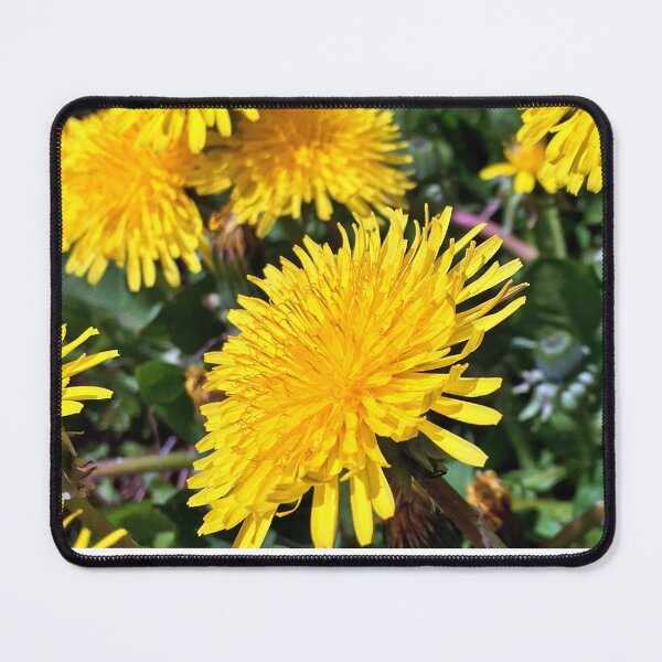 Item preview, Spring Dandelions - Variation in Lighting - Early Spring Blooms  designed and sold by Ric1926.