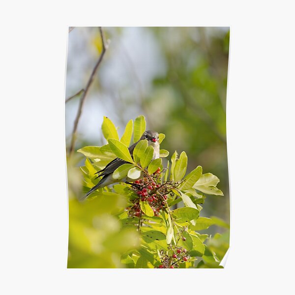 Yellow-rumped Warbler Poster