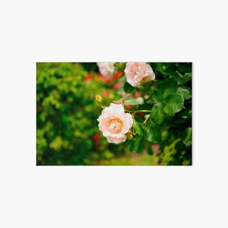 Item preview, Light Pink Rose designed and sold by danachirps.