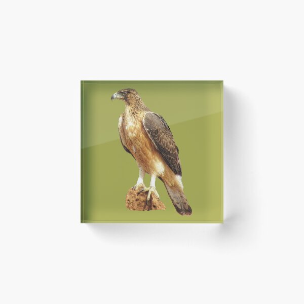 Item preview, Short-toed eagle - eagle - bird in Africa - ornithology designed and sold by TShirtsundMehr.