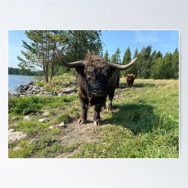 Artikelvorschau, Scottish Highland Cattle Bull 4047 entworfen und verkauft von SaarelaHighland.