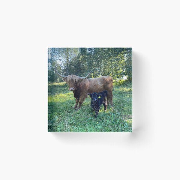 Item preview, Scottish Highland Cattle Cow and Calf 4050 designed and sold by SaarelaHighland.