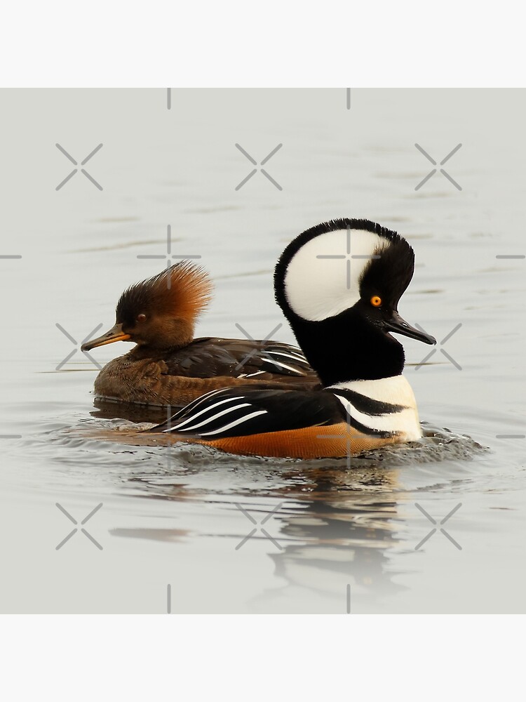 A Pair of Hooded Merganser Ducks | Tote Bag