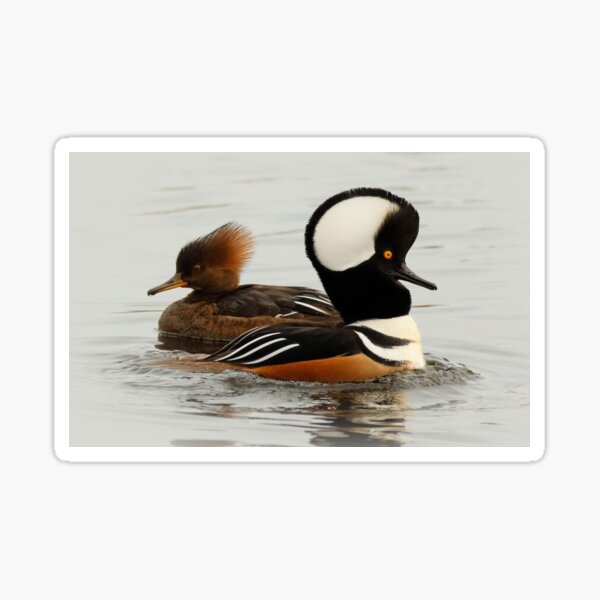 A Pair of Hooded Merganser Ducks Sticker