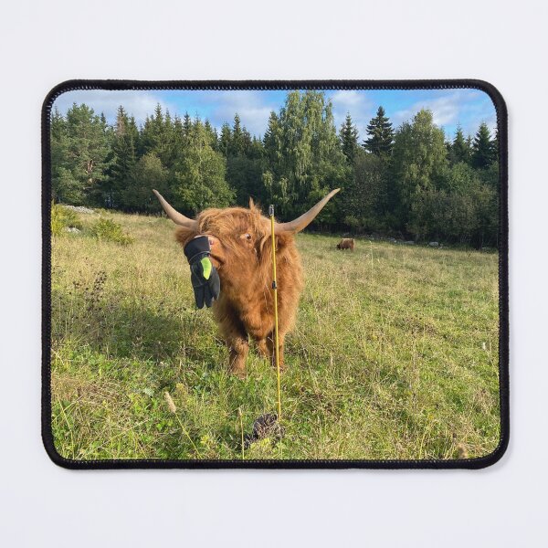 Item preview, Scottish Highland Cattle Heifer 4057 designed and sold by SaarelaHighland.