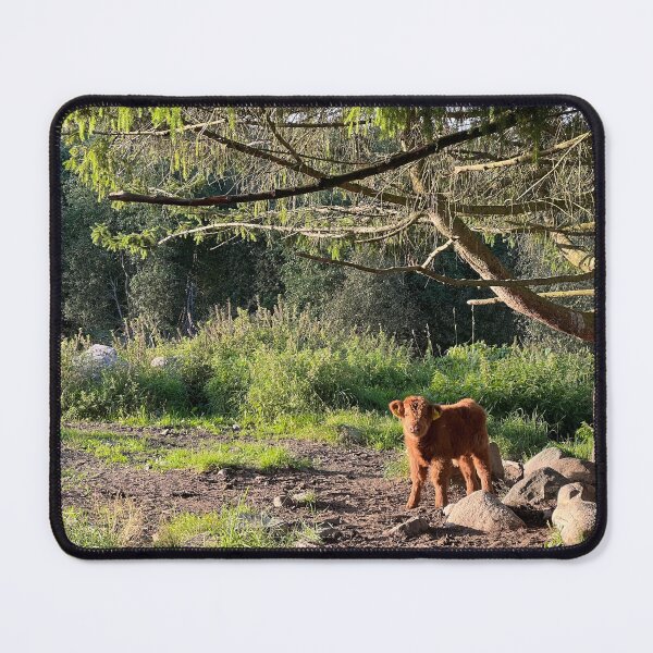 Item preview, Scottish Highland Cattle Calf 4066 designed and sold by SaarelaHighland.