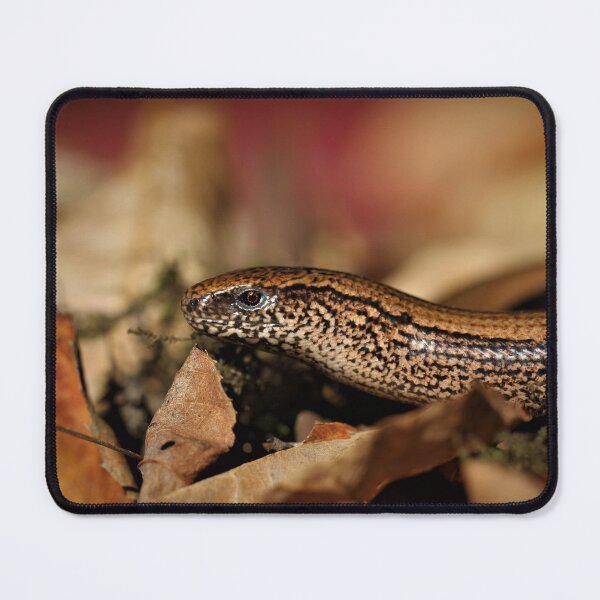 Item preview, Female Slow Worm (legless lizard). designed and sold by Christian Moss.
