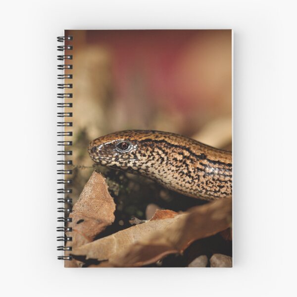 Item preview, Female Slow Worm (legless lizard). designed and sold by Christian Moss.