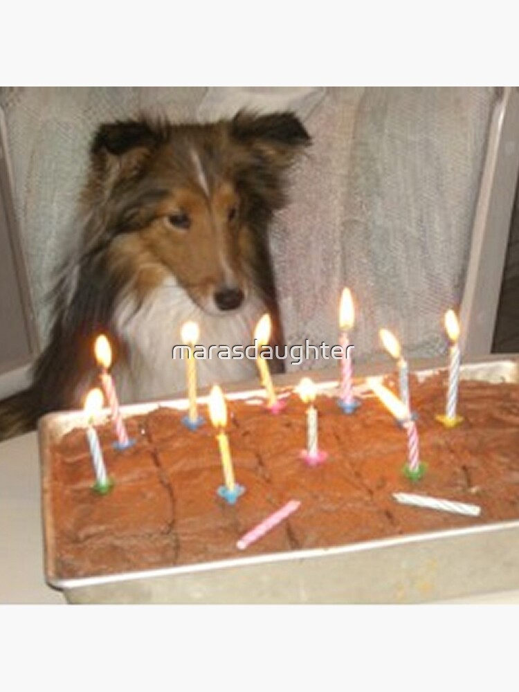 sheltie birthday